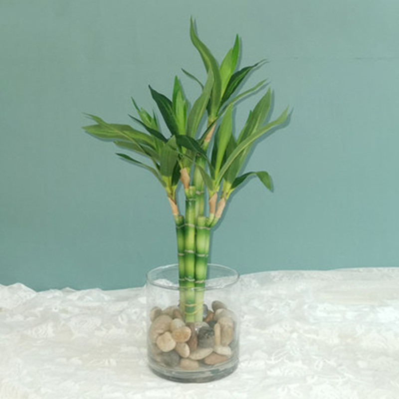 Succulent Set - Nova Planta Artificial de Bambu da