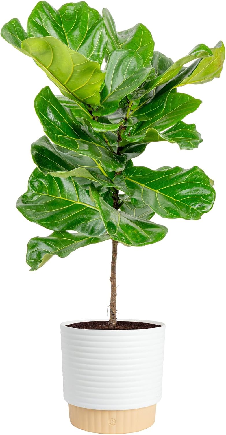 Fiddle Leaf Fig - Figueira de folha de violino, planta