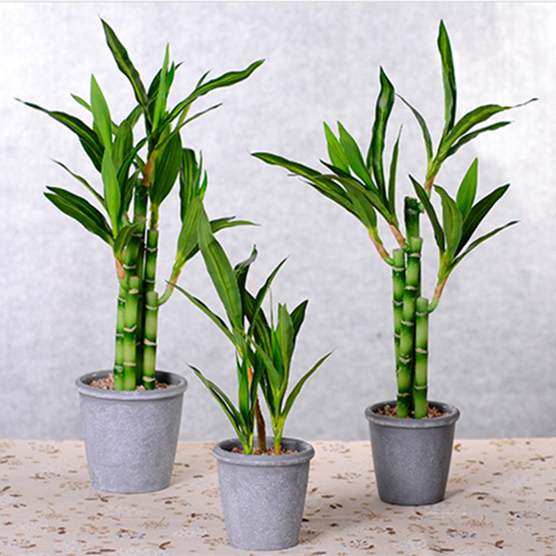 Nova Planta Artificial de Bamb - Succulent Set avaliação e preço