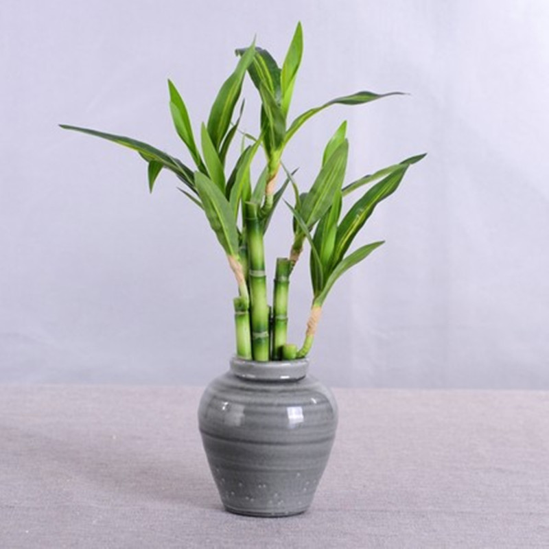 Nova Planta Artificial de Bamb - Succulent Set avaliação e preço