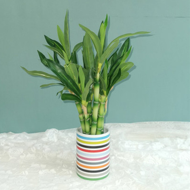 Nova Planta Artificial de Bamb - Succulent Set avaliação e preço