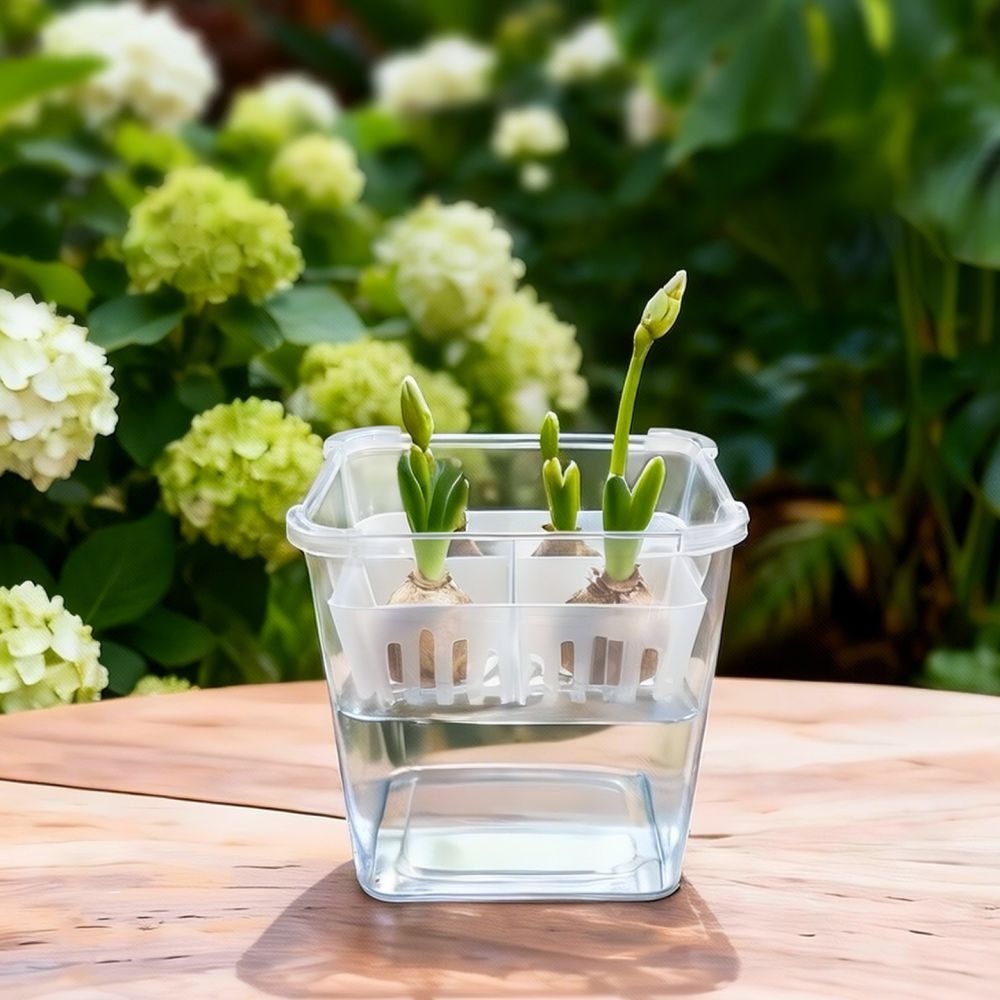 Vaso hidropônico para tulipas  - Plant Pot avaliação e preço